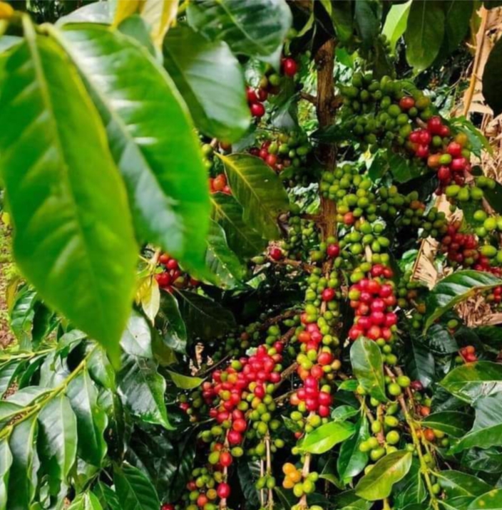 Penduduk karang jadi sebagian besar masyarakat nya petani/pekebun